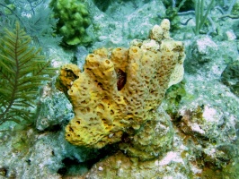 91 Yellow Tube Sponge IMG 3342